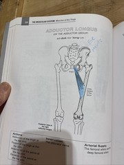 Musculoskeletal Anatomy Coloring Book by DC Muscolino, Joseph E, Dr.: Used