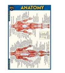Anatomy Illustrated Pocket-Size Laminated QuickStudy Guide, Small Defect
