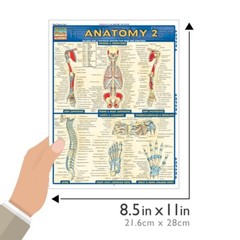 Anatomy 2 – Laminated Tri Fold Study Guide Brand new Study Aide  by Quick Study