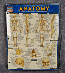 NEW QuickStudy | Anatomy Laminated Tri-Fold Study Guide ~ FAST FREE SHIPPING ! ~