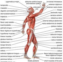 Structure & Function of the Body ~ Gary Thibodeau / Patton 12th Edition GREAT!