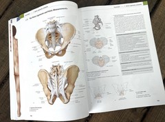 General Anatomy and Musculoskeletal System THIEME Atlas of Anatomy