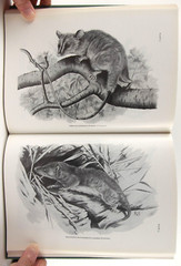 A.M. Husson’s The Mammals of Suriname 1978 Brill VG+ Zoology 152 Species