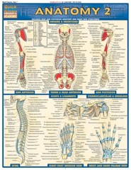 Anatomy 2 – Laminated Tri Fold Study Guide Brand new Study Aide  by Quick Study